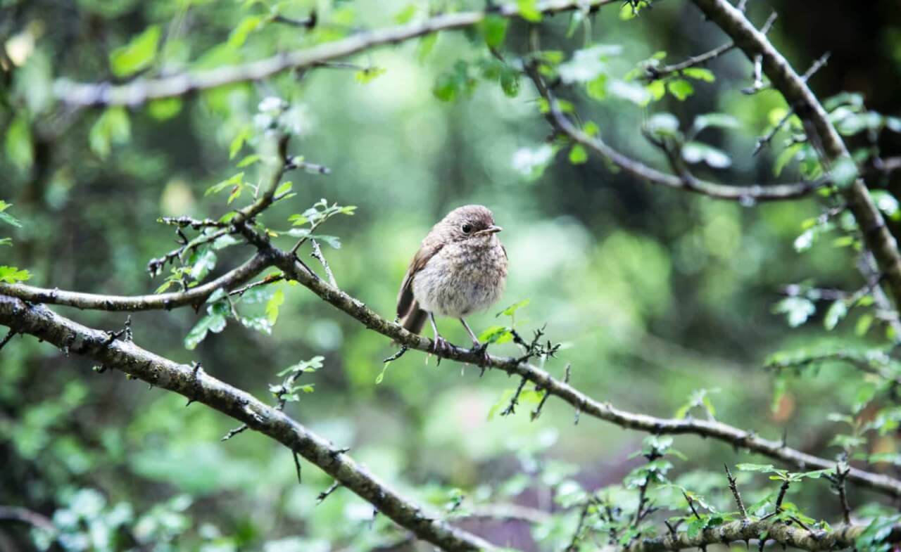 Oiseau nature