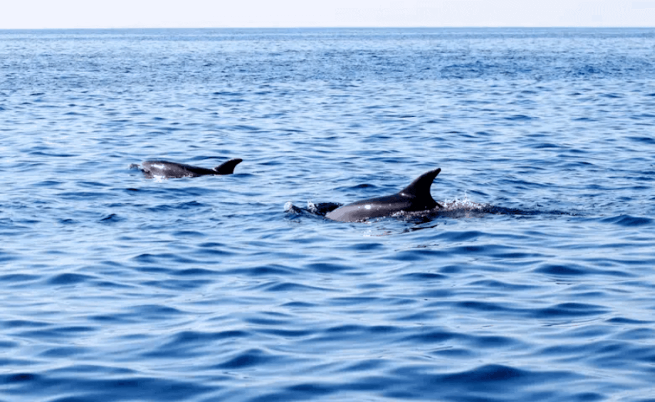 dauphins dans la mer