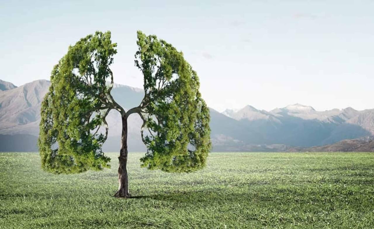 Arbre nature poumons