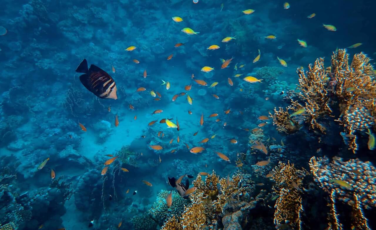 castalie et ethic ocean