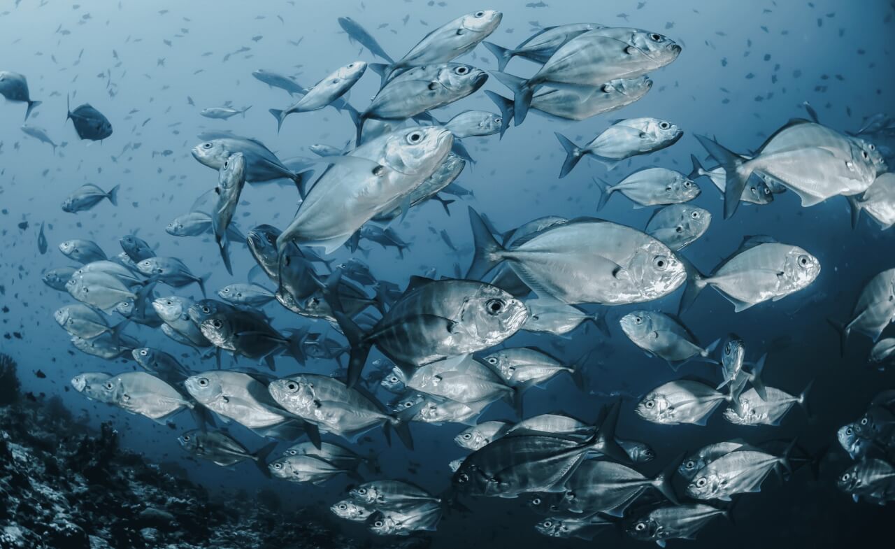 peche durable ethic ocean